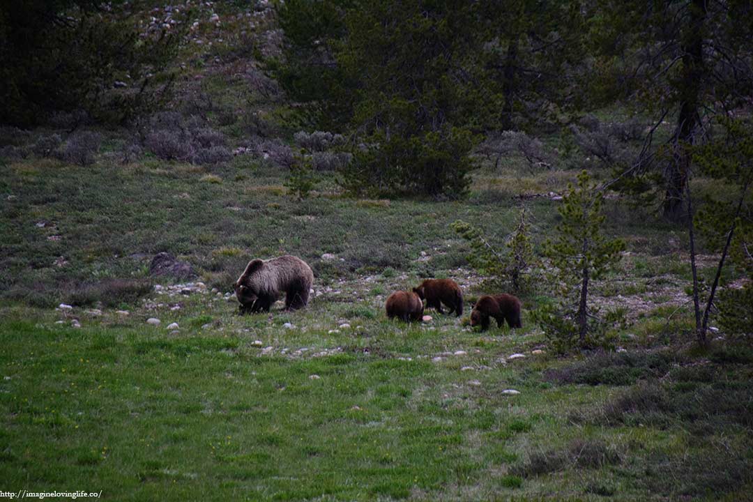 mama bear and baby bear cubs